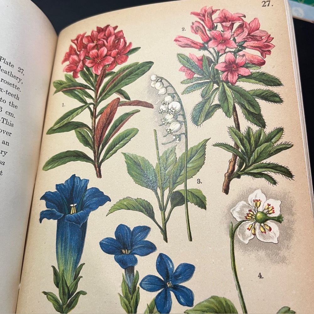 Alpine Flora Vintage 1927 Hardback Book, Dr. Hoffmann, Watercolor Plates, Friese